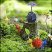 Pikmins