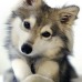 LoneWolfNinja