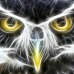 Owl black