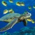 Tortuga-sousa